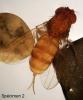 Drosophila mercatorum